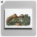 2-48_The-Viviparous-Quadrupeds_canvas