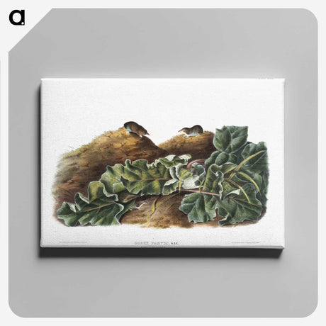 2-48_The-Viviparous-Quadrupeds_canvas