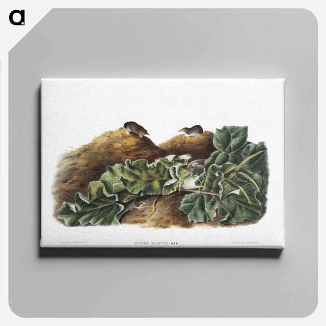 2-48_The-Viviparous-Quadrupeds_canvas