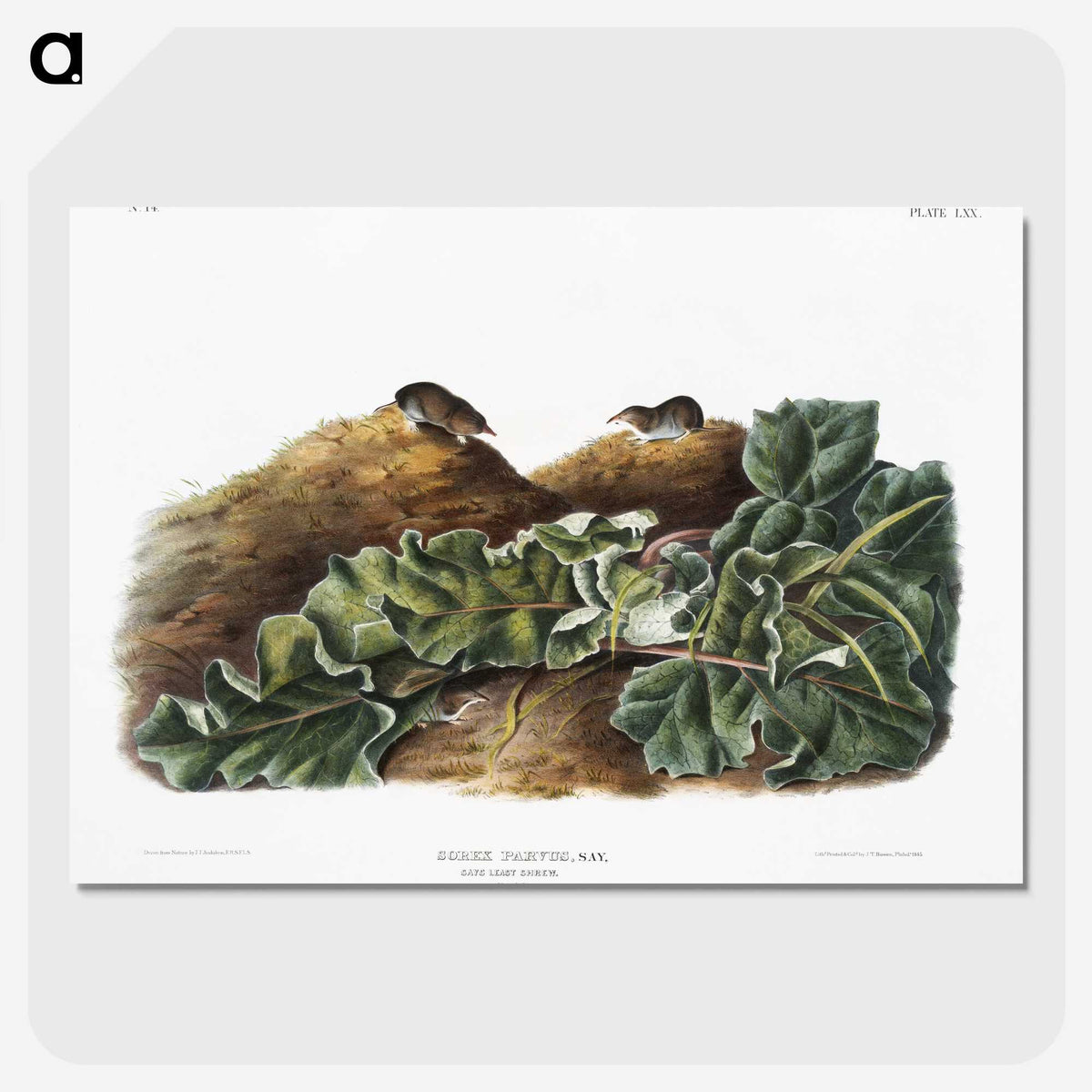 2-48_The-Viviparous-Quadrupeds_picture-crop
