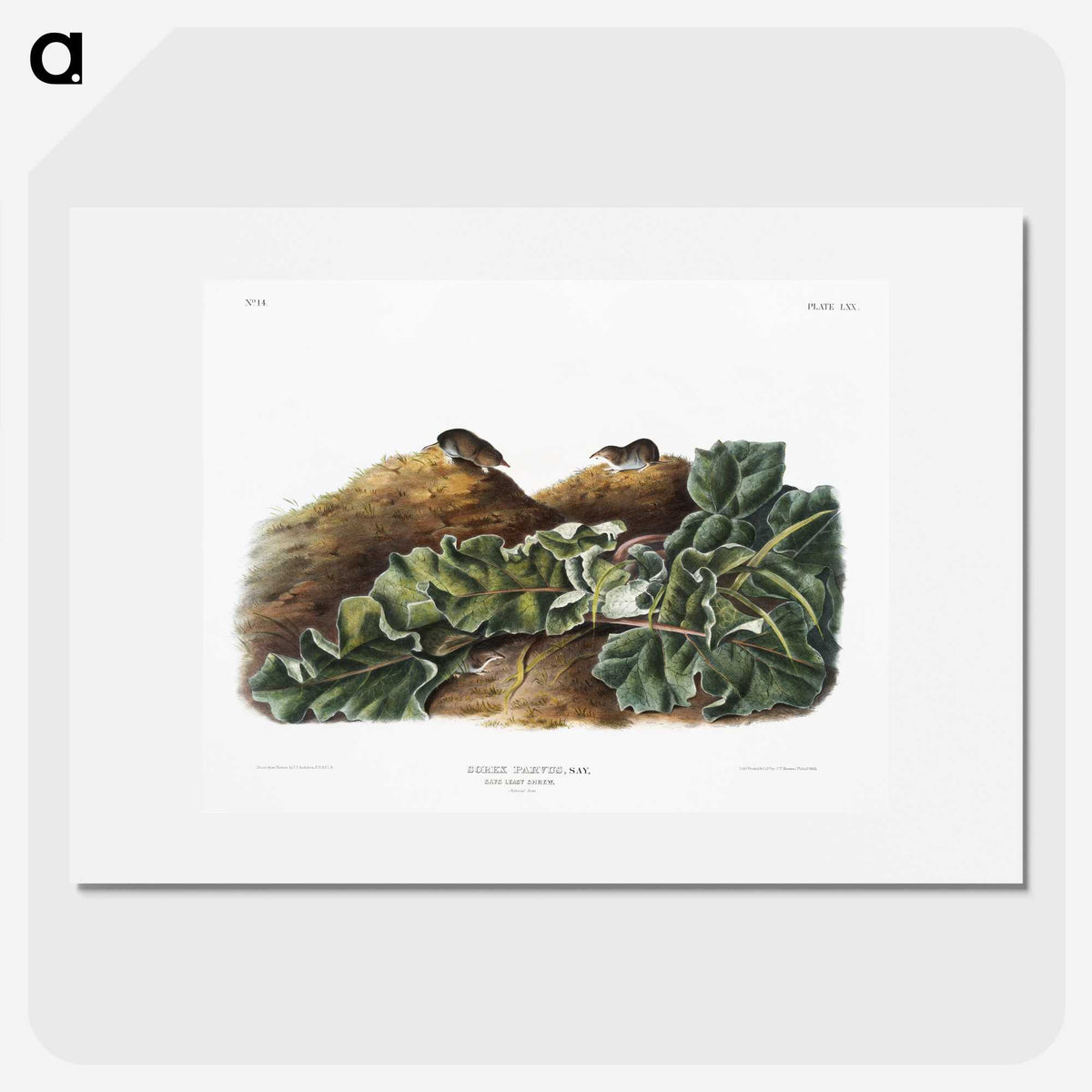 2-48_The-Viviparous-Quadrupeds_picture