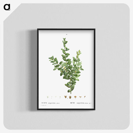 2-48_Treatise-on-Trees-and-Shrubs_blk-crop