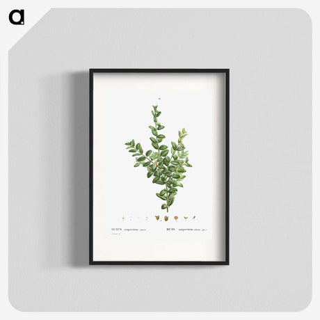 2-48_Treatise-on-Trees-and-Shrubs_blk