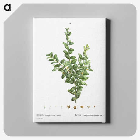 2-48_Treatise-on-Trees-and-Shrubs_canvas