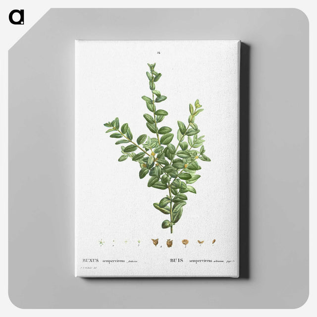 2-48_Treatise-on-Trees-and-Shrubs_canvas