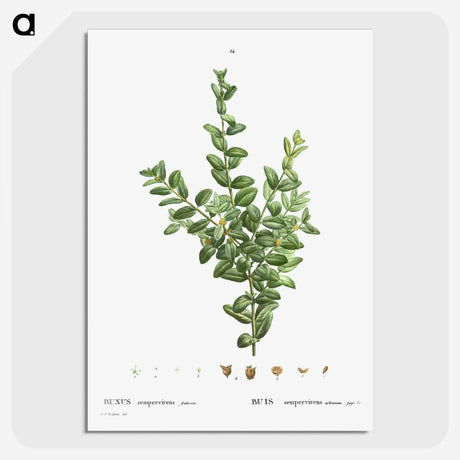 2-48_Treatise-on-Trees-and-Shrubs_picture-crop