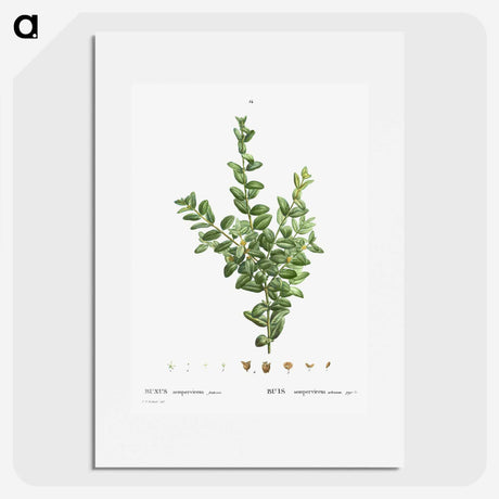 2-48_Treatise-on-Trees-and-Shrubs_picture