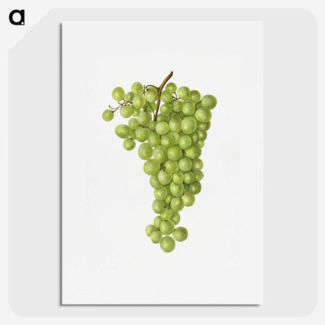 2-48_USDA-Watercolor-Fruit-Painting-Collection_picture