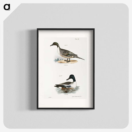 2-48_Zoology-of-New-York_blk