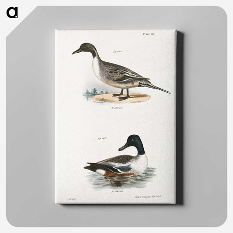 2-48_Zoology-of-New-York_canvas