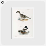 2-48_Zoology-of-New-York_hagaki
