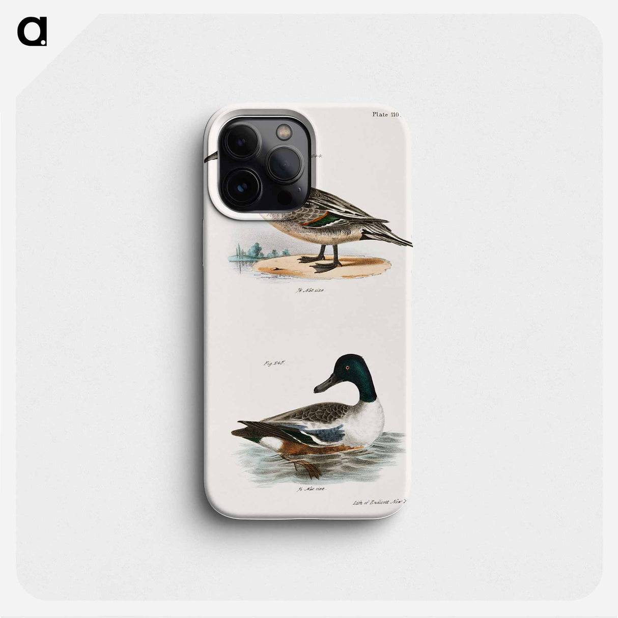 Pintail Duck (Anas acuta)  Shoveller or Spoonbill (Anas clypeata) illustration from Zoology of New York by James Ellsworth De Kay - ニューヨークの動物学 Phone Case.