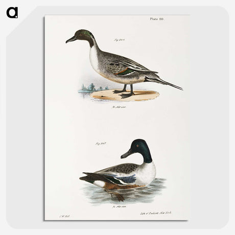 2-48_Zoology-of-New-York_picture-crop