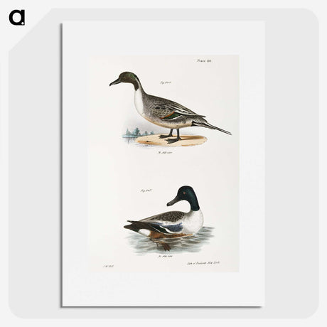 2-48_Zoology-of-New-York_picture