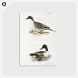 2-48_Zoology-of-New-York_postcard