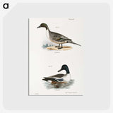 2-48_Zoology-of-New-York_postcard
