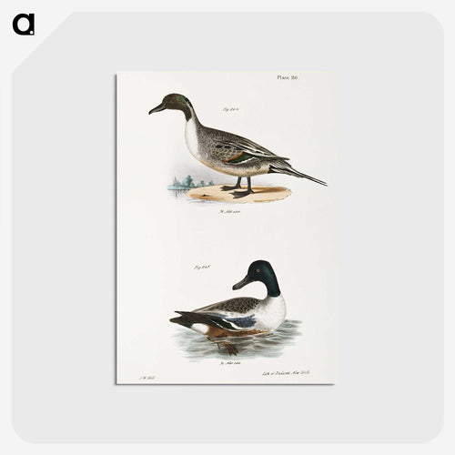 ヒドリガモ - ニューヨークの動物学 Postcard.