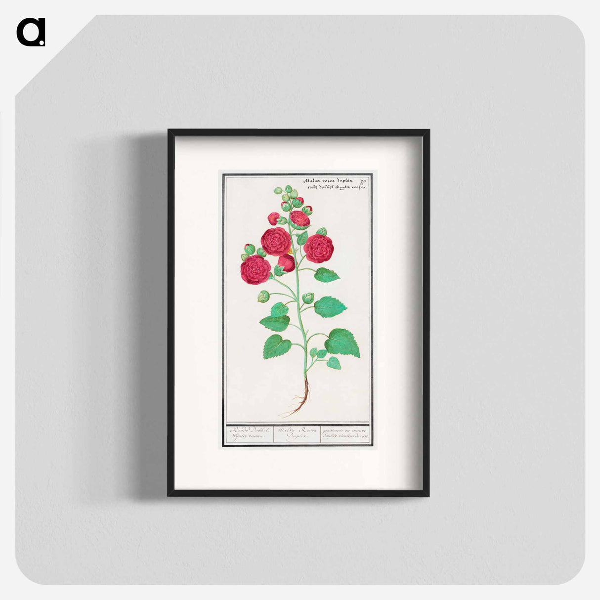 Hollyhock - アンセルムス ボエティウス デ ブート Poster.
