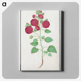 2-49_Anselmus-Boetius-de-Boodt_canvas