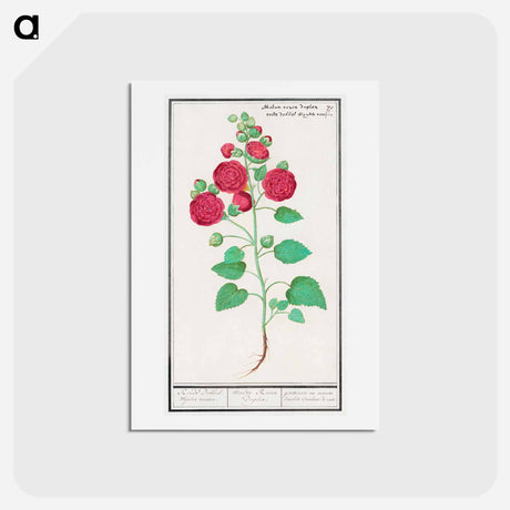 アートポストカード-Hollyhock - アンセルムス ボエティウス デ ブート Postcard.