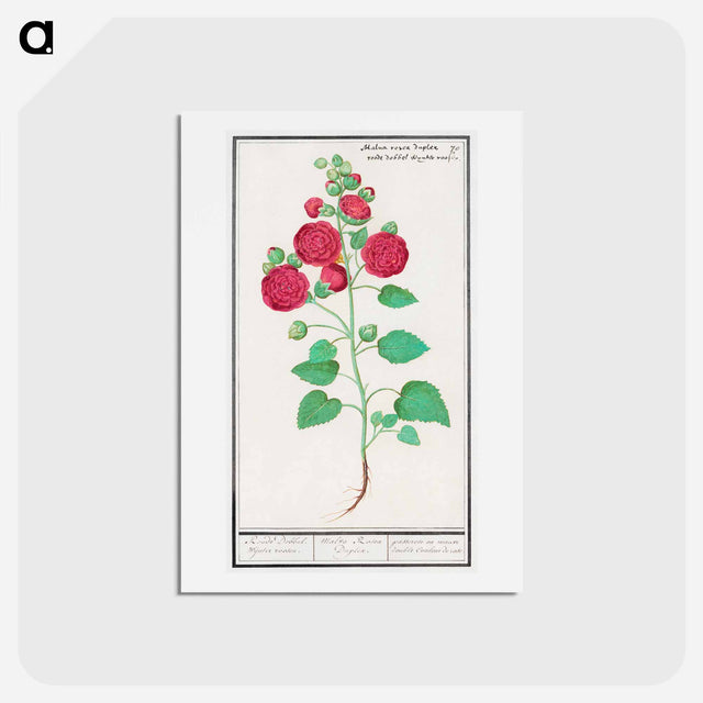 アートポストカード-Hollyhock - アンセルムス ボエティウス デ ブート Postcard.