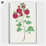 2-49_Anselmus-Boetius-de-Boodt_picture-crop
