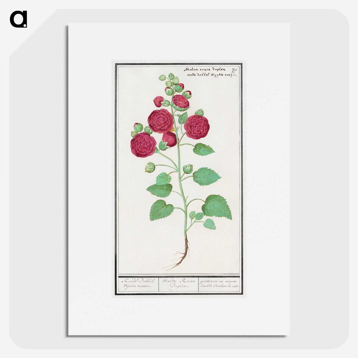 2-49_Anselmus-Boetius-de-Boodt_picture