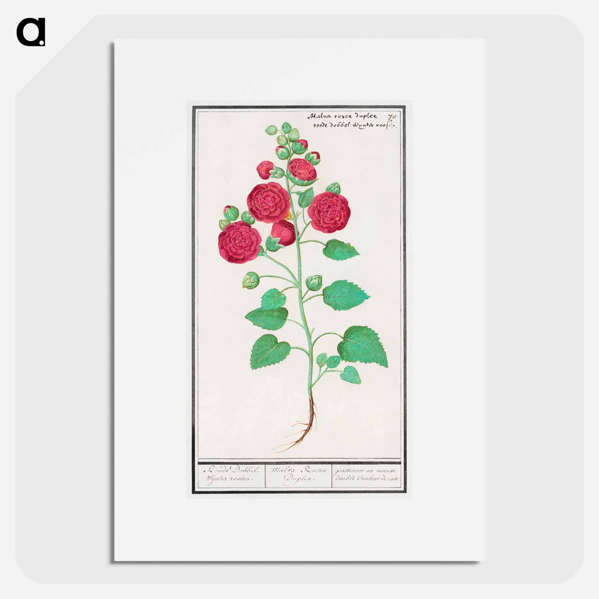 Hollyhock - アンセルムス ボエティウス デ ブート Poster.