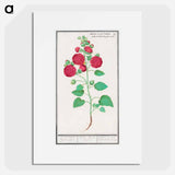 Hollyhock - アンセルムス ボエティウス デ ブート Poster.