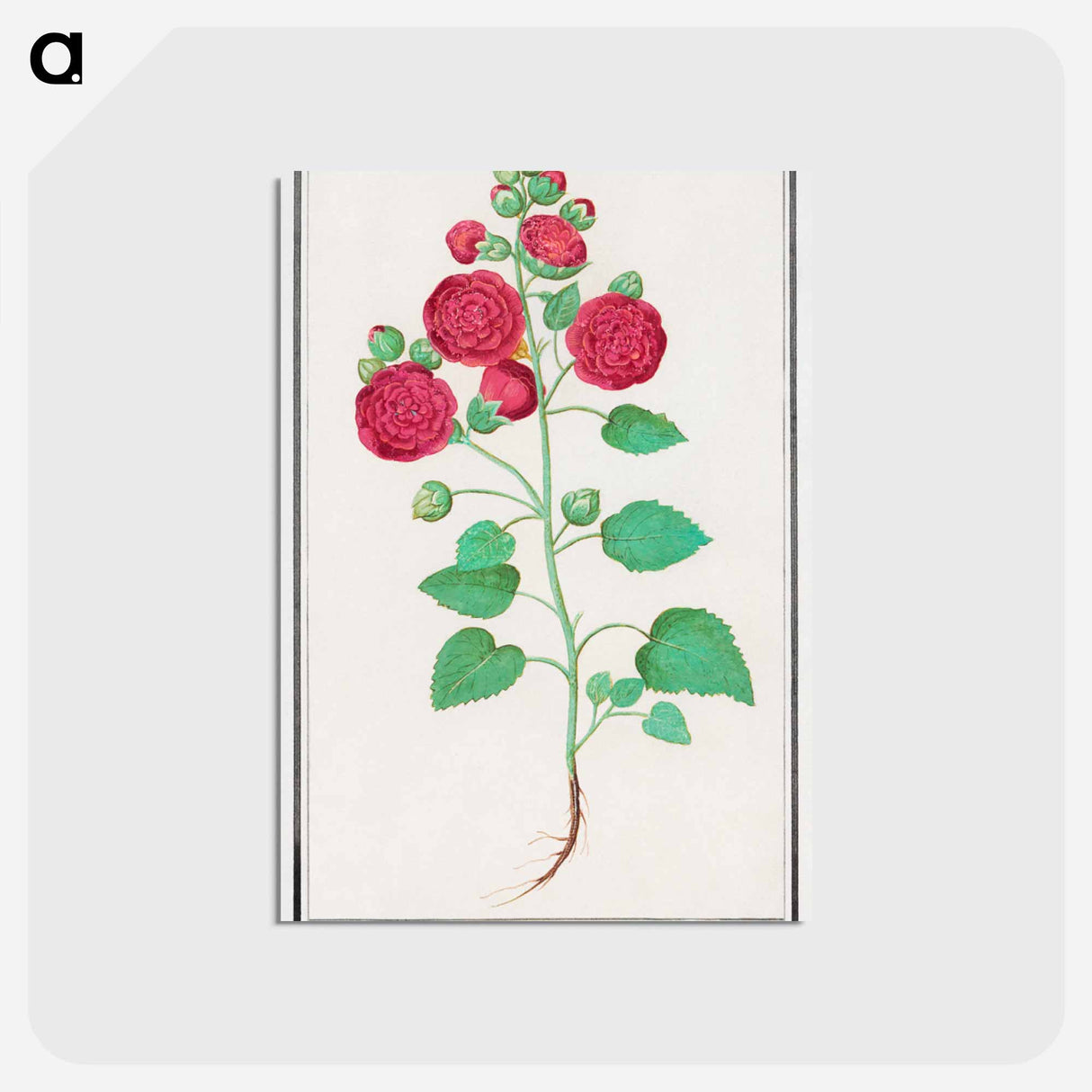 アートポストカード-Hollyhock - アンセルムス ボエティウス デ ブート Postcard.