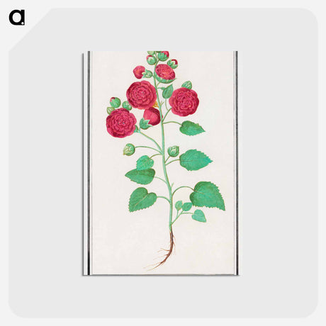 アートポストカード-Hollyhock - アンセルムス ボエティウス デ ブート Postcard.