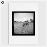 Leveling the land for irrigation on the Bosque Farms project - Dorothea Lange Poster.