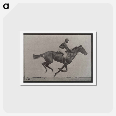 アートポストカード-Galloping Horse and Rider
 - エドワード マイブリッジ Postcard.