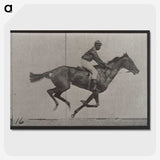 2-49_Eadweard-Muybridge_picture-crop