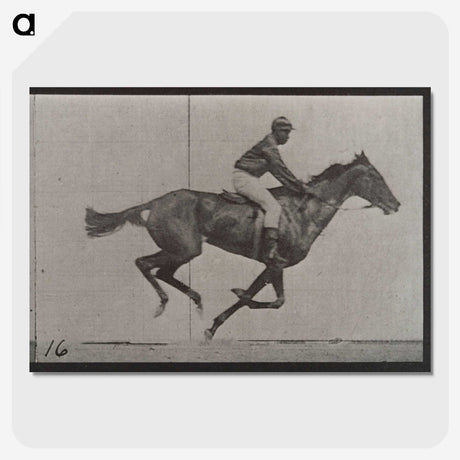 2-49_Eadweard-Muybridge_picture-crop