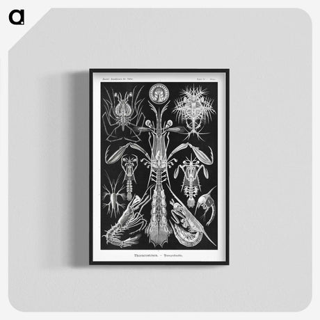 2-49_Ernst-Haeckel_blk-crop