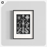 2-49_Ernst-Haeckel_blk