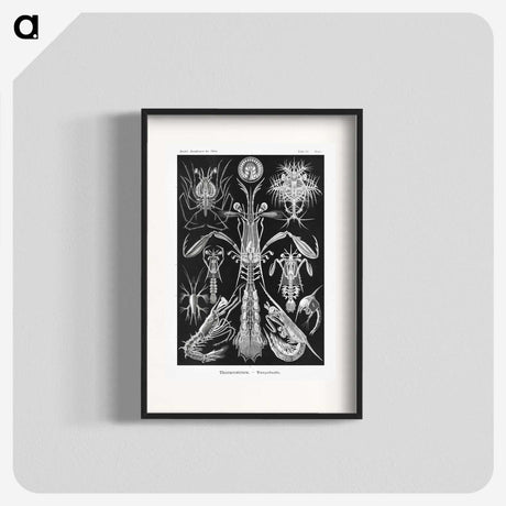 2-49_Ernst-Haeckel_blk