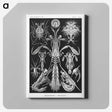 2-49_Ernst-Haeckel_canvas