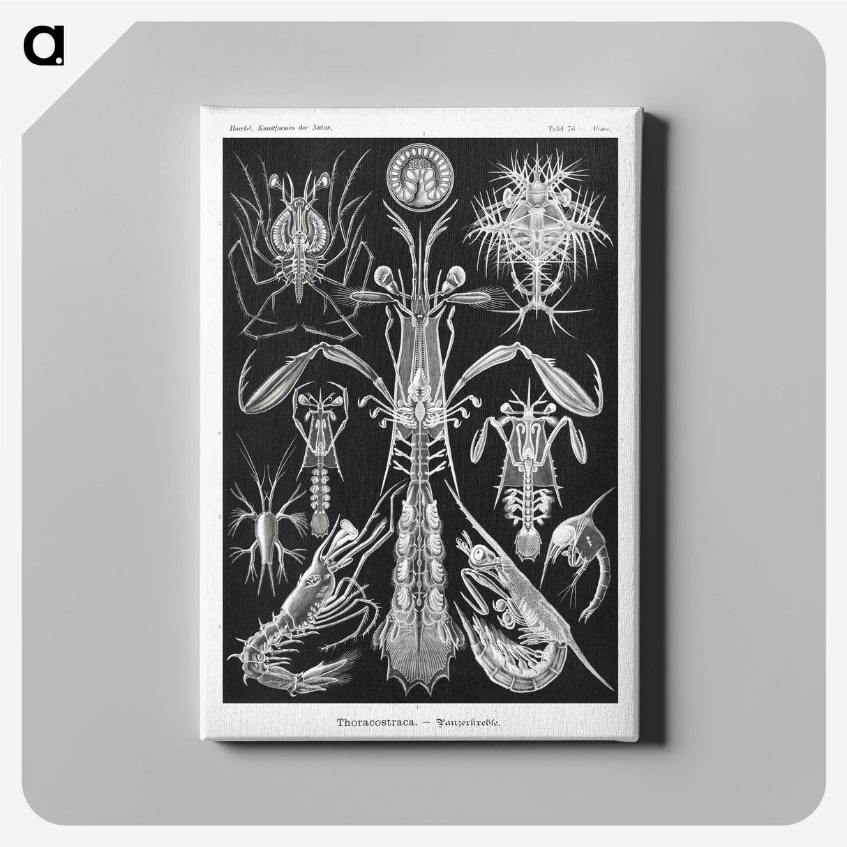 2-49_Ernst-Haeckel_canvas