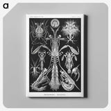 2-49_Ernst-Haeckel_canvas