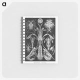 2-49_Ernst-Haeckel_memo