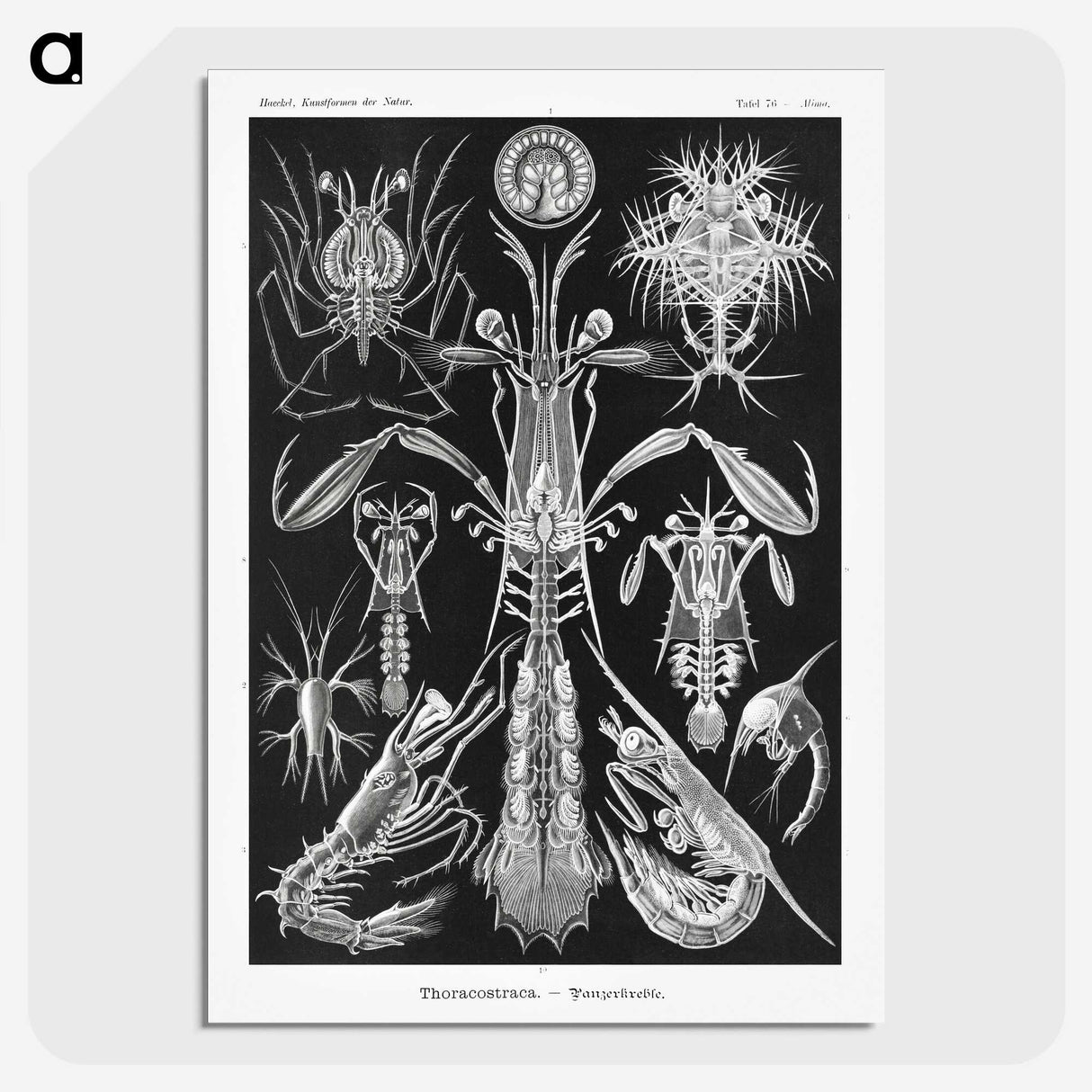 2-49_Ernst-Haeckel_picture-crop