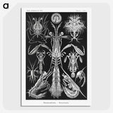 2-49_Ernst-Haeckel_picture-crop