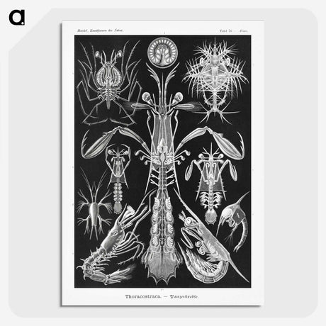 2-49_Ernst-Haeckel_picture-crop