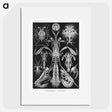 2-49_Ernst-Haeckel_picture