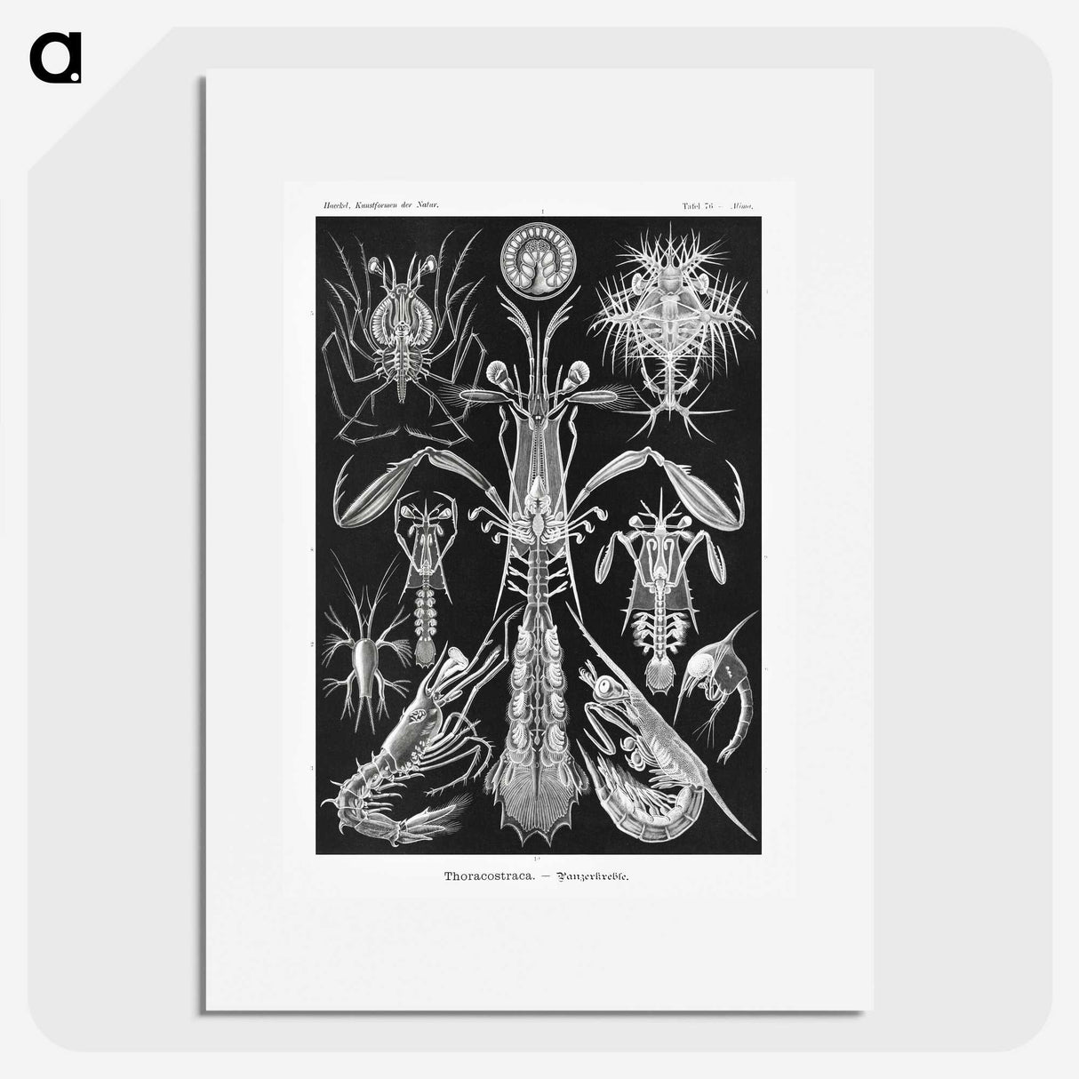 2-49_Ernst-Haeckel_picture