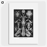 2-49_Ernst-Haeckel_picture