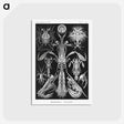 2-49_Ernst-Haeckel_postcard
