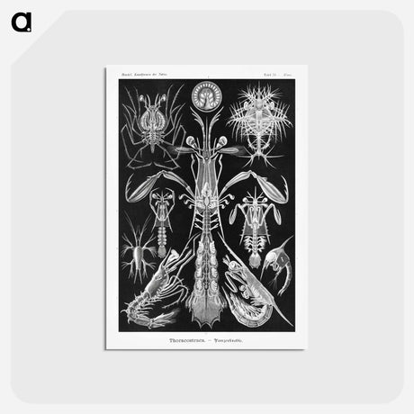 アートポストカード-Thoracostraca–Panzerkrebse - エルンスト ヘッケル Postcard.